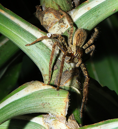 Spiders in Costa Rica