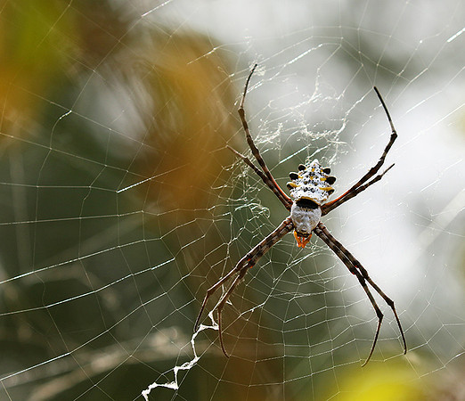 Senegal : spider close-up