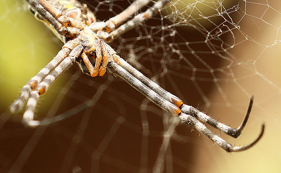 Senegal : spider close-up