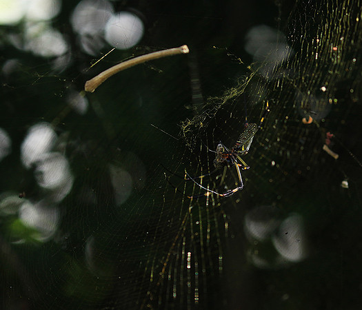 Spider