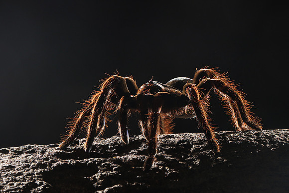 Orange-knee tarentula