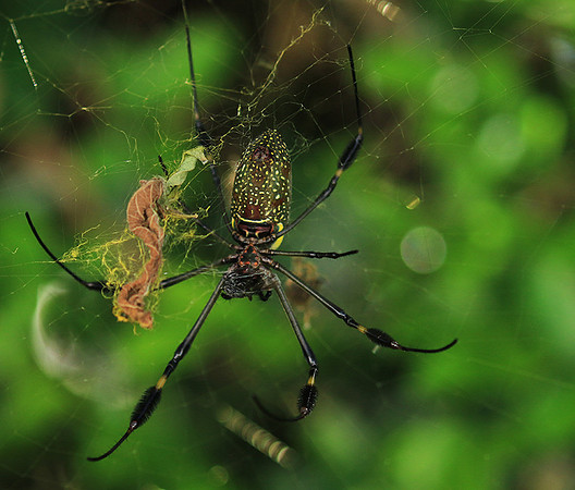 Spiders in Costa Rica