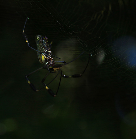 Spider