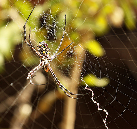 Senegal : spider close-up