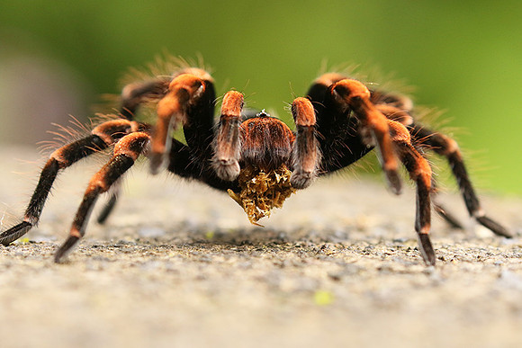 Orange-knee tarentula