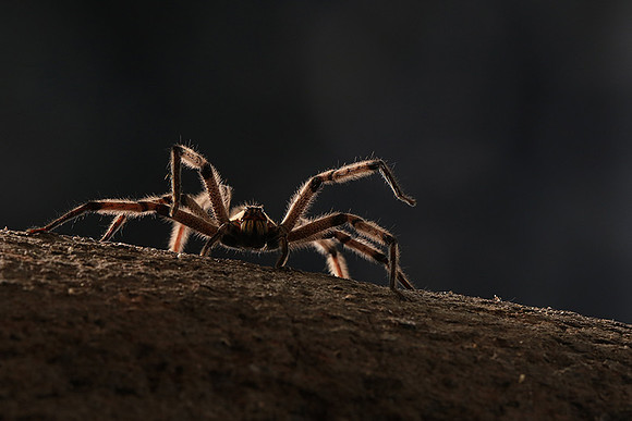 Bromela spider