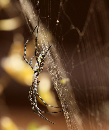 Senegal : spider close-up