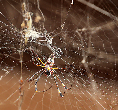Spider - Senegal