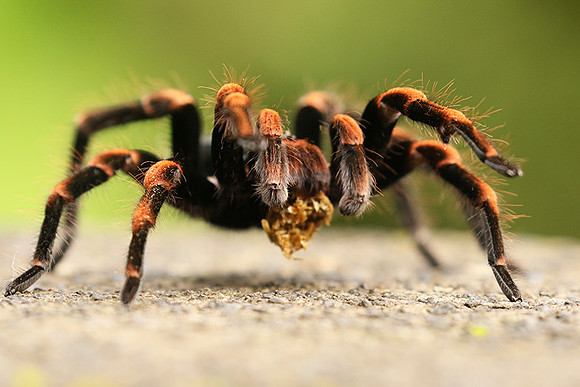 Orange-knee tarentula