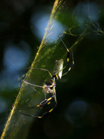 Spiders in Costa Rica