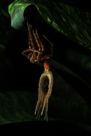 Spiders in Costa Rica