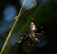 Spiders in Costa Rica