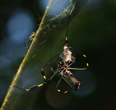 Spiders in Costa Rica