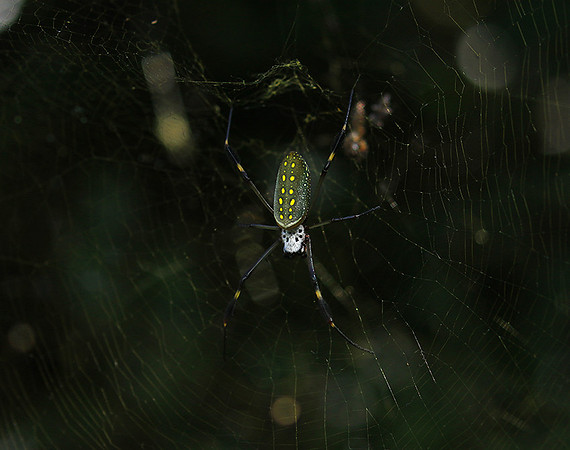 Spiders in Costa Rica