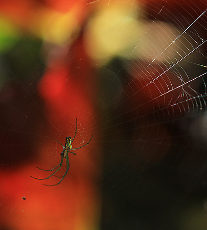 Spider