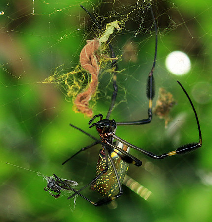 Spiders in Costa Rica