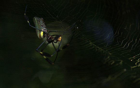 Spider