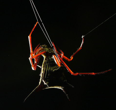 Horned orb weaver