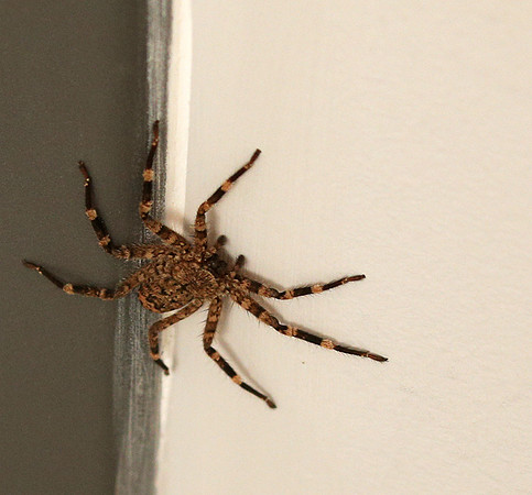 Spider - Senegal