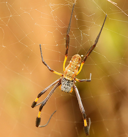 Senegal : spider close-up
