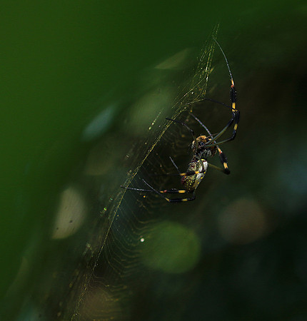 Spider