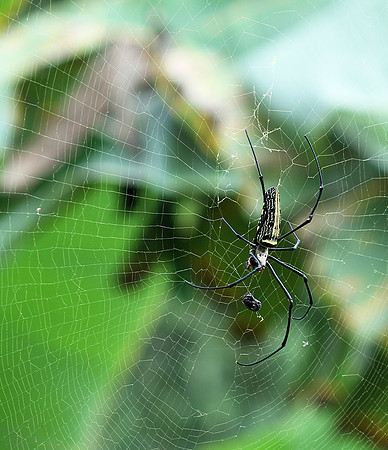 Laos