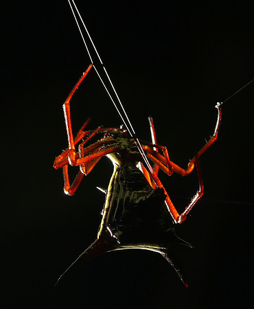 Horned orb weaver