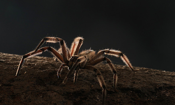 Bromela spider