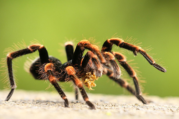 Orange-knee tarentula