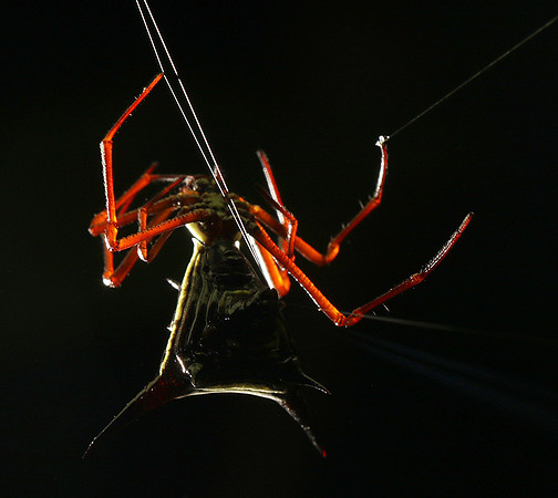 Horned orb weaver