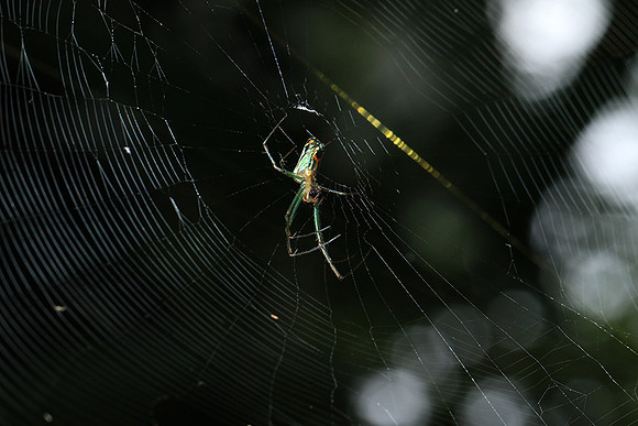 Spiders in Costa Rica