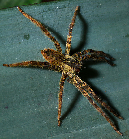 Spiders in Costa Rica