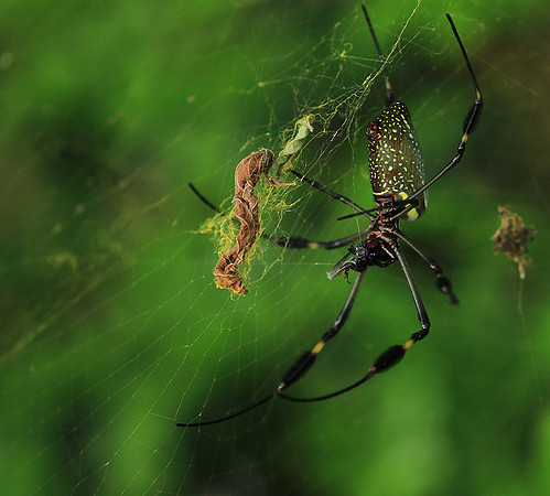 Spiders in Costa Rica