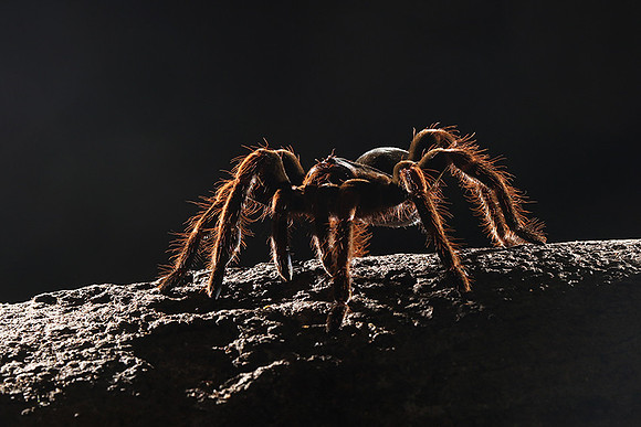 Orange-knee tarentula