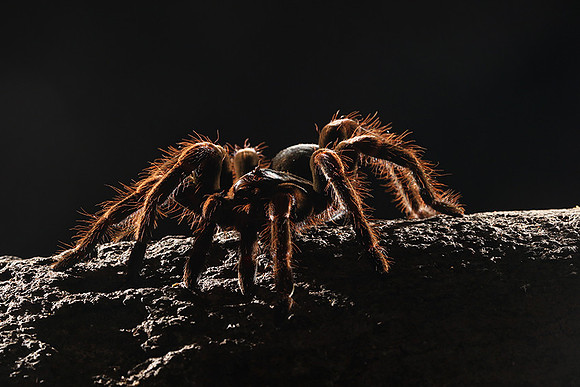Orange-knee tarentula