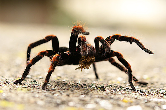 Orange-knee tarentula