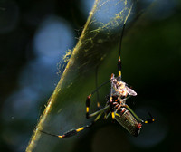 Spiders in Costa Rica