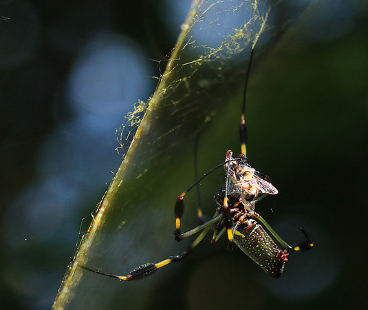 Spiders in Costa Rica