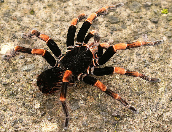 Orange-knee tarentula