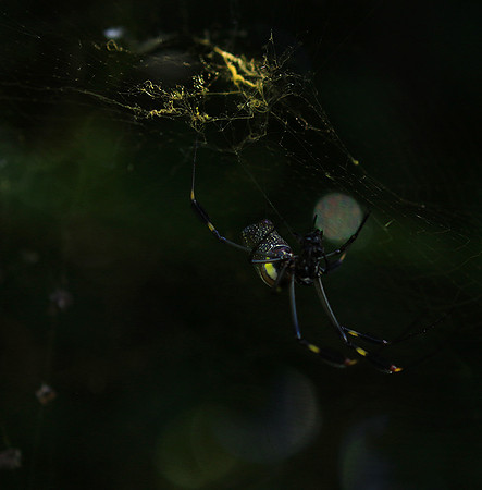 Spider