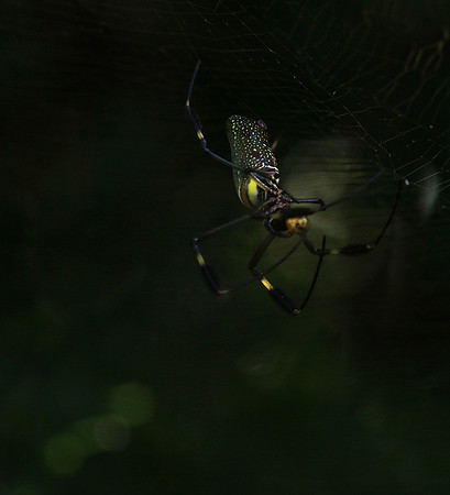 Spider
