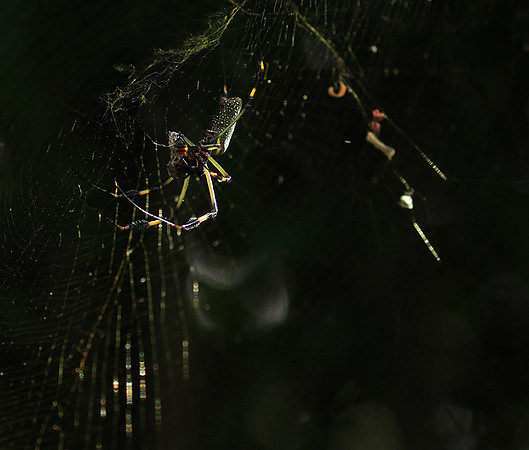 Spider