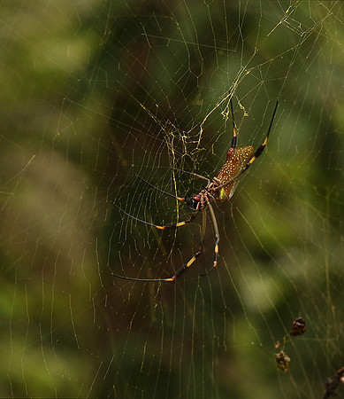 Spiders in Costa Rica