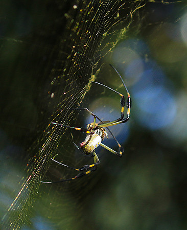 Spiders in Costa Rica
