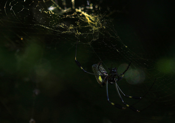 Spider
