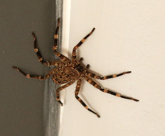Spider - Senegal