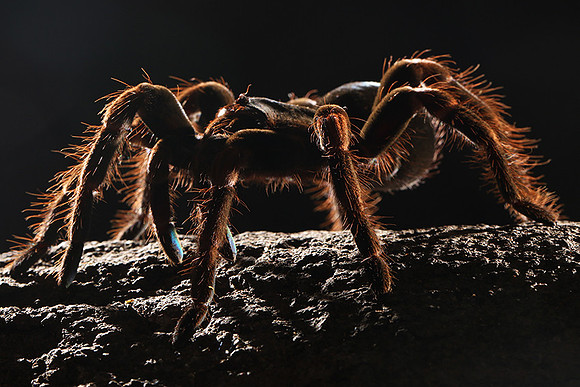Orange-knee tarentula