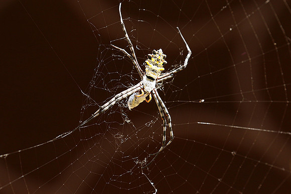 Senegal : spider close-up