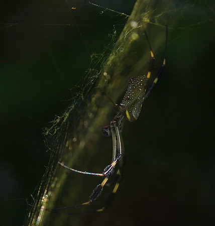 Spiders in Costa Rica