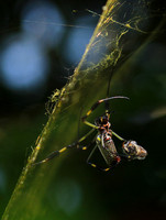 Spiders in Costa Rica